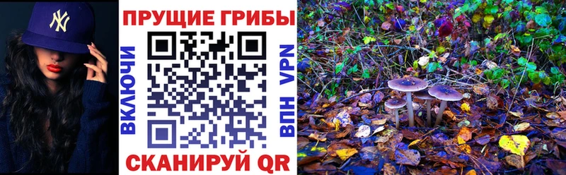 KRAKEN   Сысерть  Галлюциногенные грибы MAGIC MUSHROOMS 